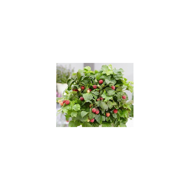Framboesa BonBonberry Yummy- Rubus idaeus