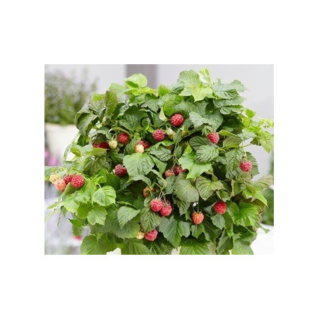 Framboesa BonBonberry Yummy- Rubus idaeus