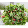 Framboesa BonBonberry Yummy- Rubus idaeus