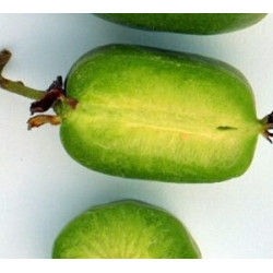 Kiwi VitiKiwi ( Actinidia Arguta)