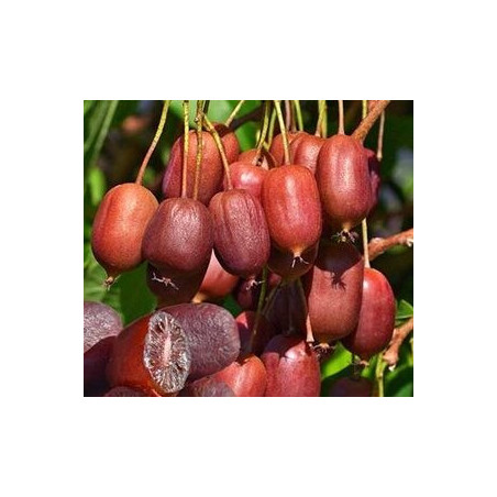 Kiwi Scarlet September ( Actinidia Arguta)