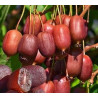 Kiwi Scarlet September ( Actinidia Arguta)