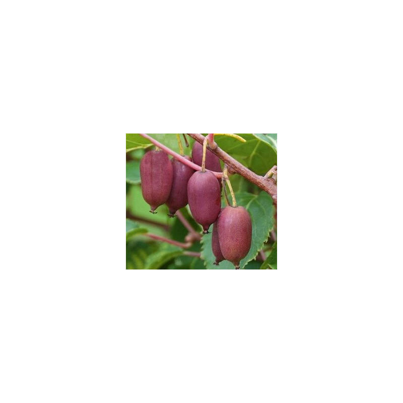 Kiwi Red Jumbo ( Actinidia Arguta)