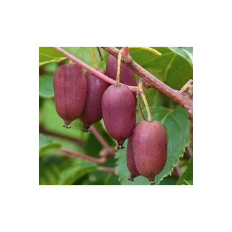 Kiwi Red Jumbo ( Actinidia Arguta)