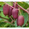 Kiwi Red Jumbo ( Actinidia Arguta)