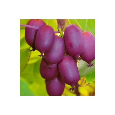 Kiwi Purpurna Sadowa ( Actinidia Arguta)