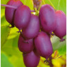 Kiwi Purpurna Sadowa ( Actinidia Arguta)