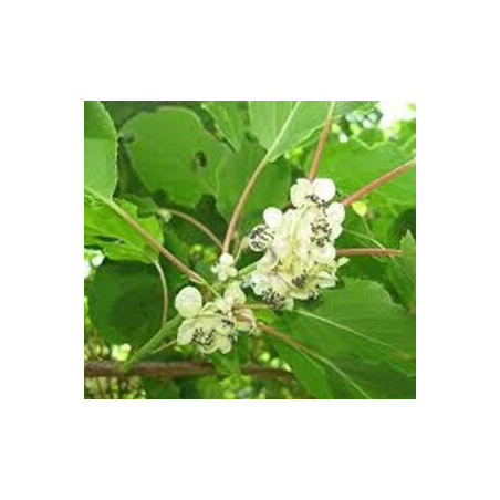 Kiwi Milano Macho ( Actinidia Arguta)