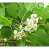 Kiwi Milano Macho ( Actinidia Arguta)