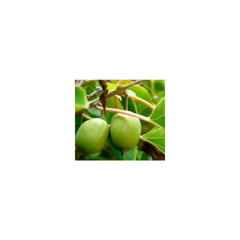 Kiwi Kokuwa ( Actinidia Arguta)