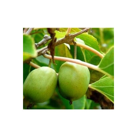 Kiwi Kokuwa ( Actinidia Arguta)