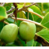 Kiwi Kokuwa ( Actinidia Arguta)