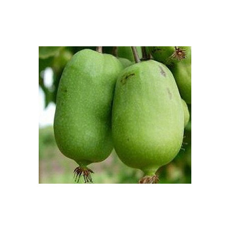 Kiwi Jumbo ( Actinidia Arguta)