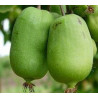 Kiwi Jumbo ( Actinidia Arguta)
