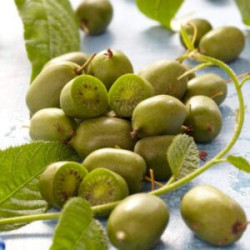 Kiwi Issai Autofértil ( Actinidia Arguta)