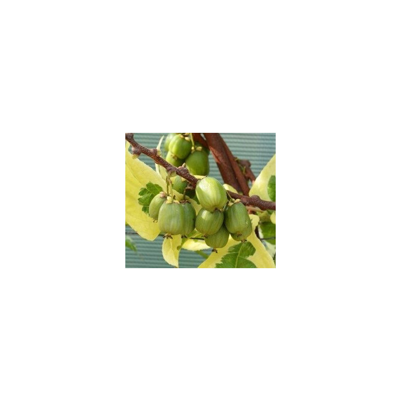 Kiwi Honey Pokey ( Actinidia Arguta)