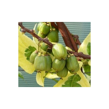 Kiwi Honey Pokey ( Actinidia Arguta)