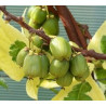 Kiwi Honey Pokey ( Actinidia Arguta)