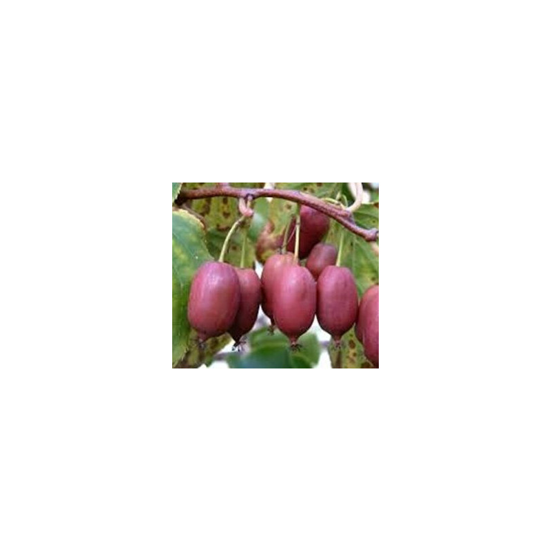 Kiwi Hardy Red ( Actinidia Arguta)