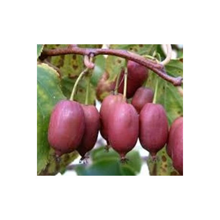 Kiwi Hardy Red ( Actinidia Arguta)