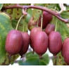 Kiwi Hardy Red ( Actinidia Arguta)