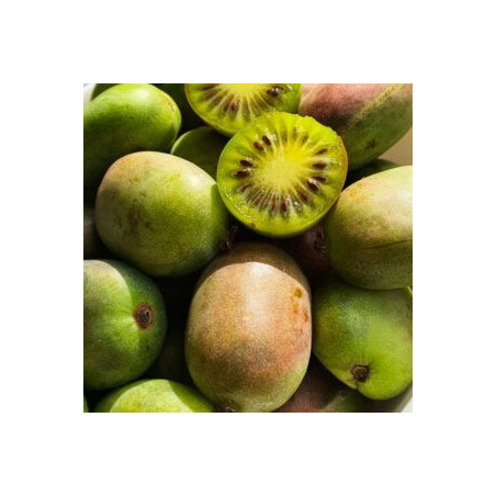 Kiwi Geneva (Actinidia arguta)