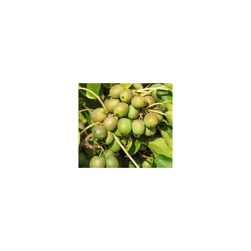 Kiwi Fresh Jumbo (Actinidia arguta)