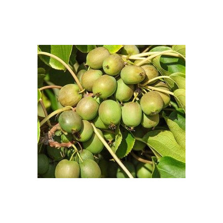 Kiwi Fresh Jumbo (Actinidia arguta)