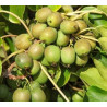 Kiwi Fresh Jumbo (Actinidia arguta)