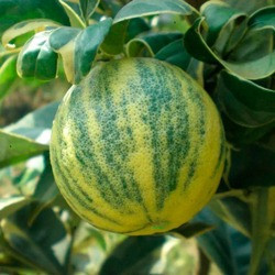 Limão Imperial  ( Citrus Lemon Var. Variegata)