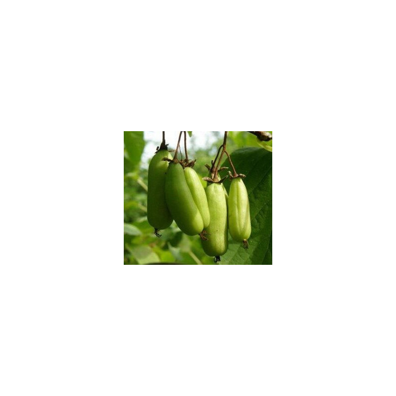 Kiwi VitaKola (Actinidia kolomikta)