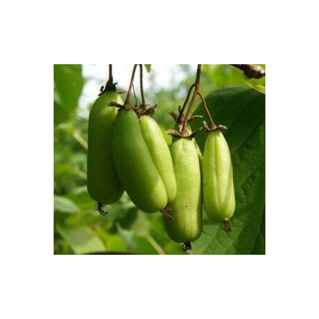 Kiwi VitaKola (Actinidia kolomikta)