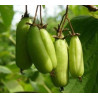 Kiwi VitaKola (Actinidia kolomikta)