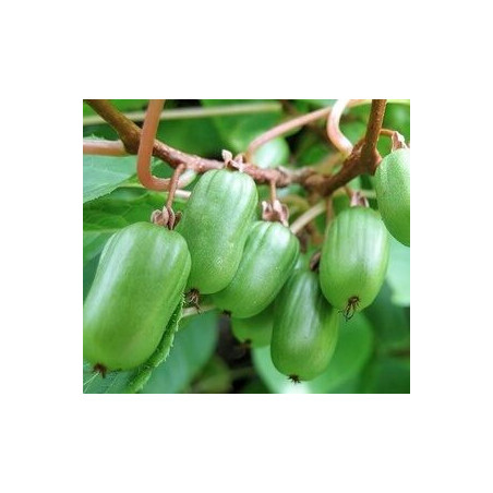 Kiwi Sentyabraskaya (Actinidia kolomikta)
