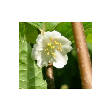Kiwi Adam Macho (Actinidia kolomikta)