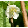 Kiwi Adam Macho (Actinidia kolomikta)