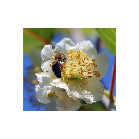 Kiwi Tomuri Macho ( Actinidia deliciosa)