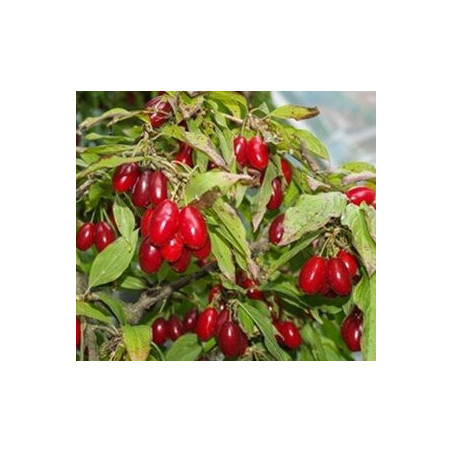 Cornus Mas Szafer