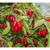 Cornus Mas Szafer