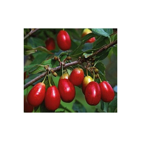 Cornus Mas Shonbrunner Gourmet Dirndl