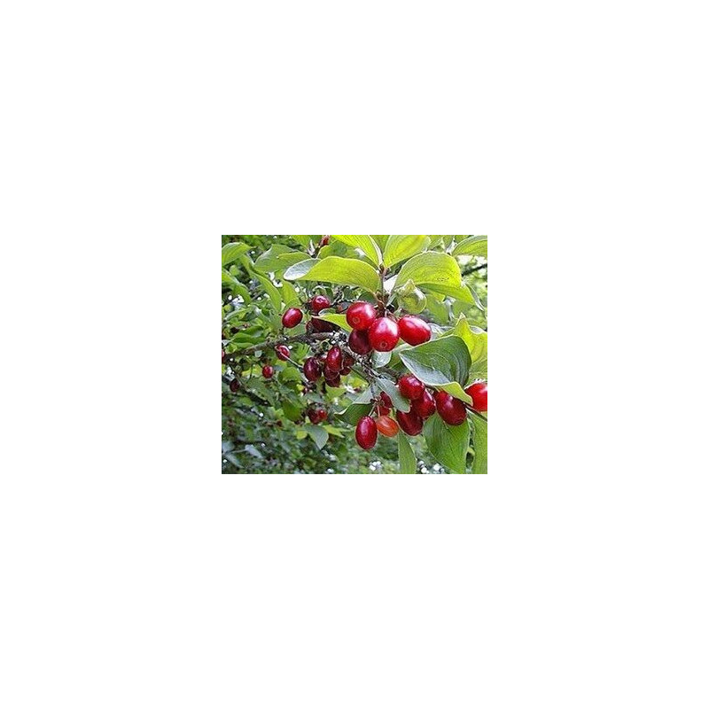Cornus Mas Marka