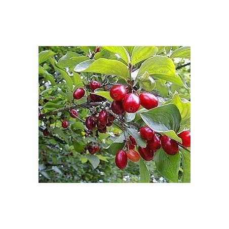 Cornus Mas Marka