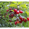 Cornus Mas Marka