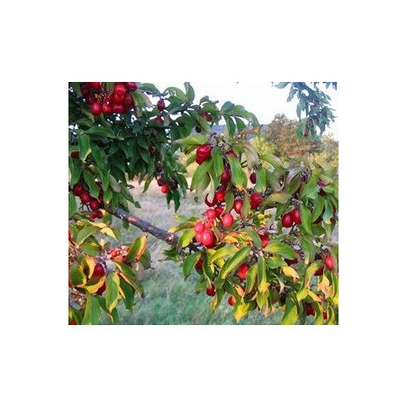 Cornus Mas Macrocarpa