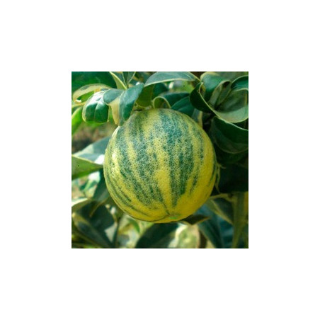 Limão Variegata ( Citrus Lemon Var. Variegata)