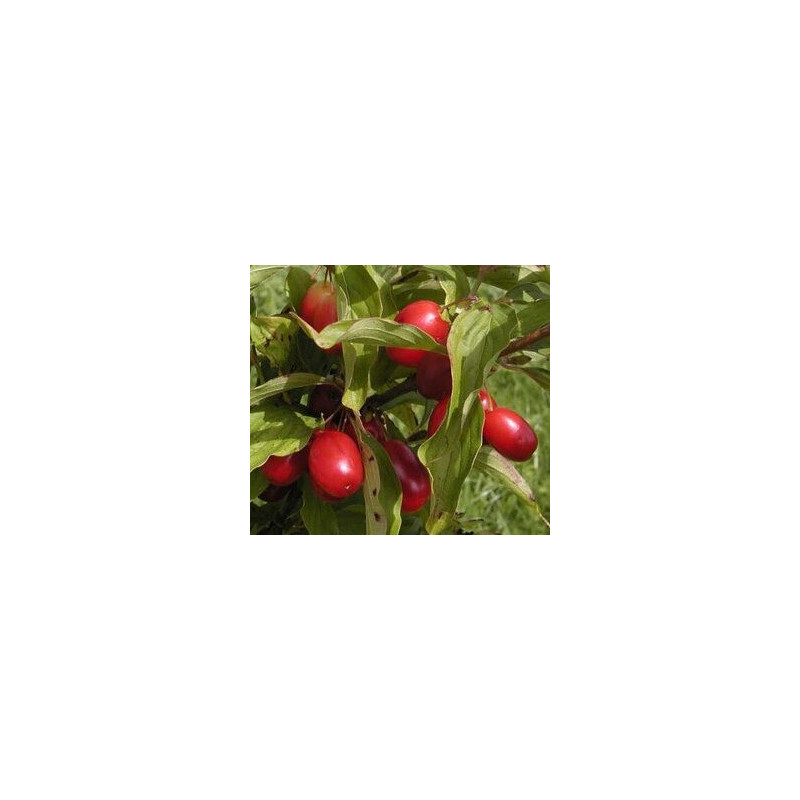 Cornus Mas Kasanlaker