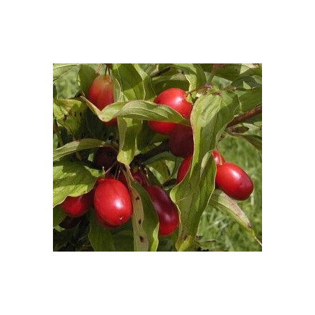 Cornus Mas Kasanlaker