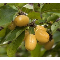 Cornus Mas Flava