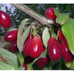 Cornus Mas Bolestraszycki