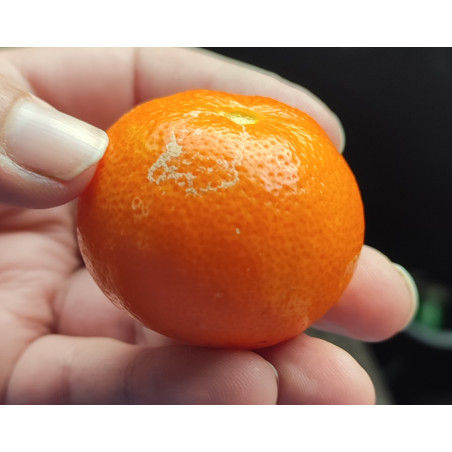 Limão Rosa ( Citrus Limonia)